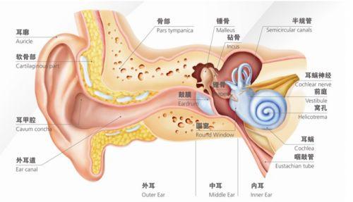 耳朵结构图-耳朵结构图及功能[附带图]